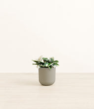 Load image into Gallery viewer, Sage Green*****Profile
