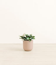 Load image into Gallery viewer, Sandy Pink*****Profile
