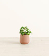 Load image into Gallery viewer, Calm Rose*****Profile

