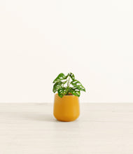 Load image into Gallery viewer, Mustard*****Profile
