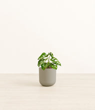 Load image into Gallery viewer, Sage Green*****Profile
