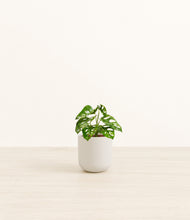 Load image into Gallery viewer, Natural Bamboo*****Profile
