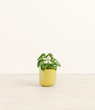 Load image into Gallery viewer, Key Lime Yellow*****Profile
