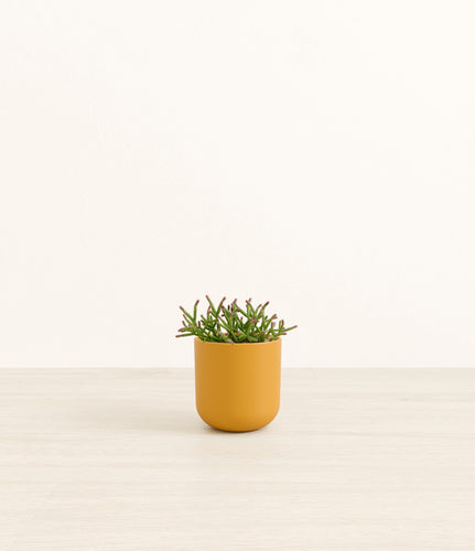 Sunset Orange*****Profile