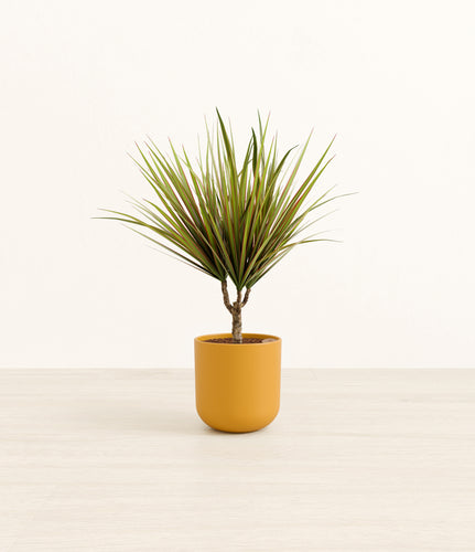 Sunset Orange*****Profile