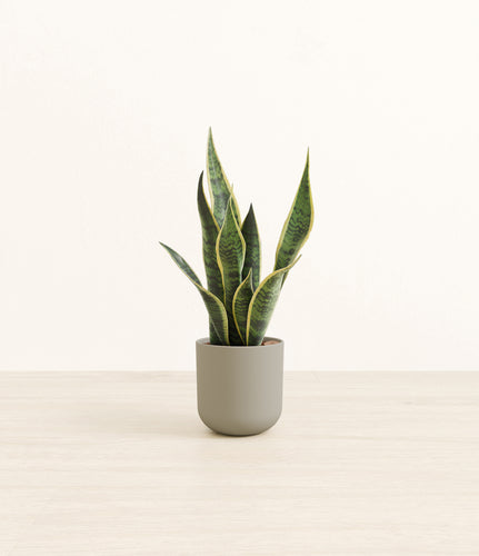 Sage Green*****Profile