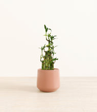Load image into Gallery viewer, Calm Rose*****Profile
