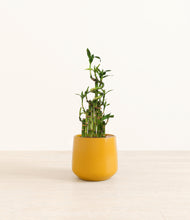 Load image into Gallery viewer, Mustard*****Profile
