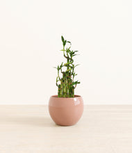 Load image into Gallery viewer, Calm Rose*****Profile
