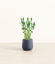 Load image into Gallery viewer, Deep Navy*****Profile
