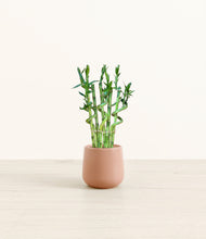 Load image into Gallery viewer, Calm Rose*****Profile
