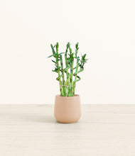 Load image into Gallery viewer, Gentle Pink*****Profile
