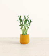 Load image into Gallery viewer, Mustard*****Profile

