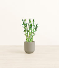 Load image into Gallery viewer, Sage Green*****Profile
