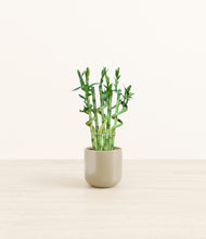 Load image into Gallery viewer, Sage Green*****Profile
