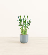 Load image into Gallery viewer, Misty Blue*****Profile
