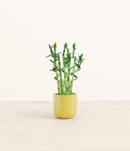Load image into Gallery viewer, Key Lime Yellow*****Profile
