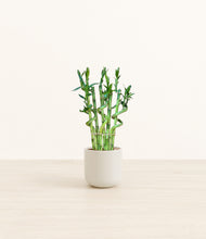 Load image into Gallery viewer, Cotton White*****Profile
