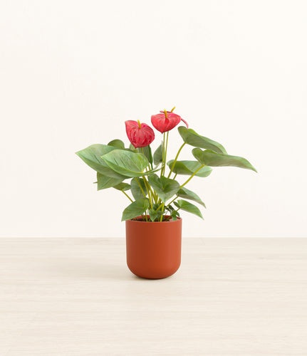 Earth Red*****Profile