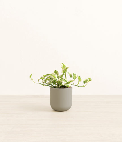 Sage Green*****Profile