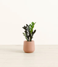 Load image into Gallery viewer, Calm Rose*****Profile
