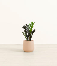Load image into Gallery viewer, Gentle Pink*****Profile
