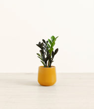Load image into Gallery viewer, Mustard*****Profile
