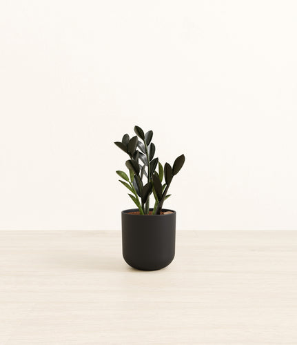 Stone Black*****Profile