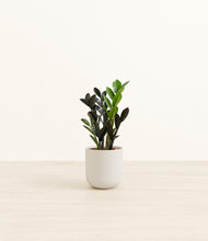 Load image into Gallery viewer, Natural Bamboo*****Profile
