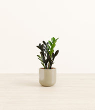 Load image into Gallery viewer, Sage Green*****Profile
