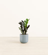 Load image into Gallery viewer, Misty Blue*****Profile
