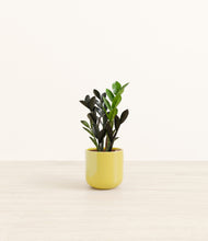 Load image into Gallery viewer, Key Lime Yellow*****Profile
