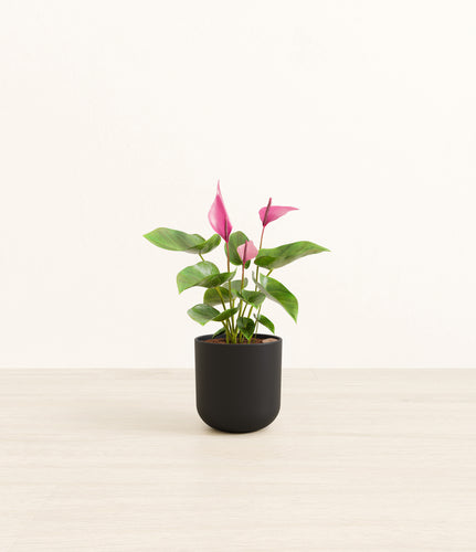 Stone Black*****Profile