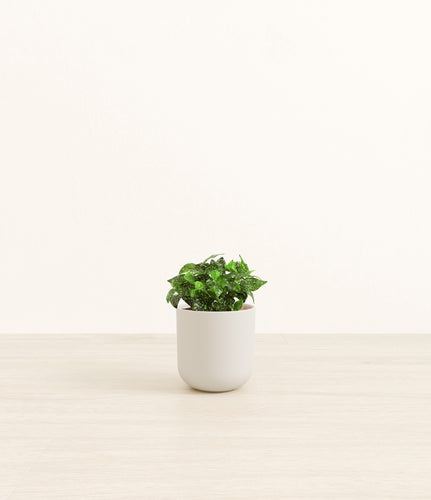 Natural Bamboo*****Profile