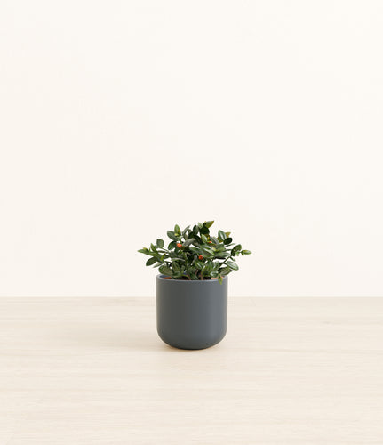 Iron Gray*****Profile