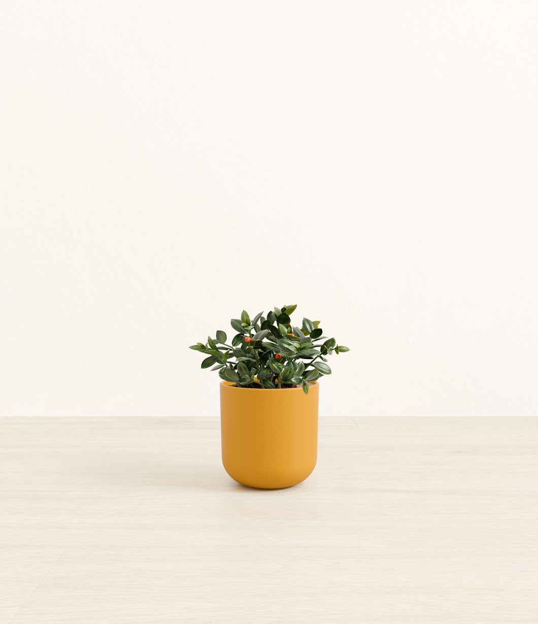 Sunset Orange*****Profile