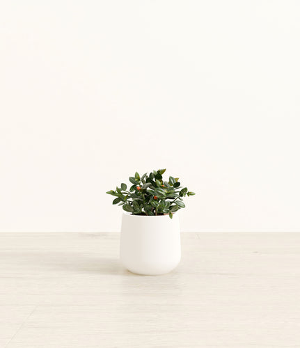 White*****Profile