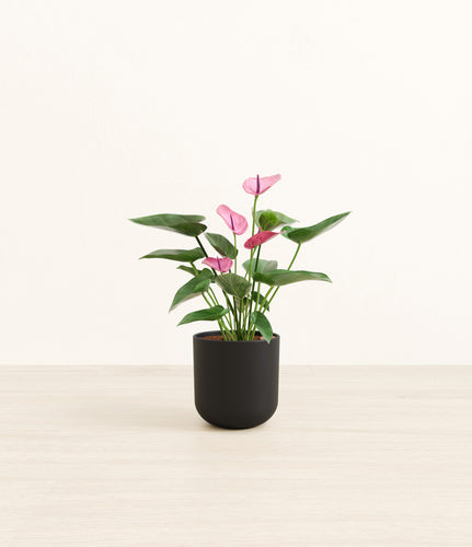 Stone Black*****Profile