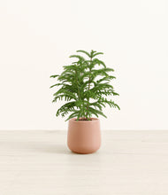 Load image into Gallery viewer, Calm Rose*****Profile
