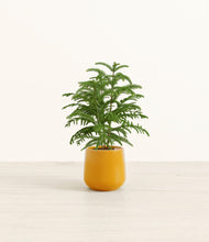 Load image into Gallery viewer, Mustard*****Profile
