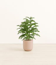 Load image into Gallery viewer, Sandy Pink*****Profile
