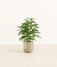 Load image into Gallery viewer, Sage Green*****Profile
