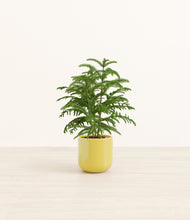 Load image into Gallery viewer, Key Lime Yellow*****Profile
