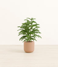 Load image into Gallery viewer, Striped Peach Pink*****Profile
