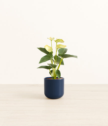 Twilight Blue*****Profile