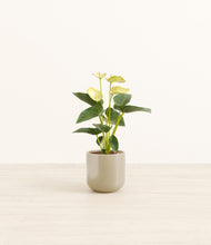 Load image into Gallery viewer, Sage Green*****Profile
