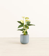 Load image into Gallery viewer, Misty Blue*****Profile

