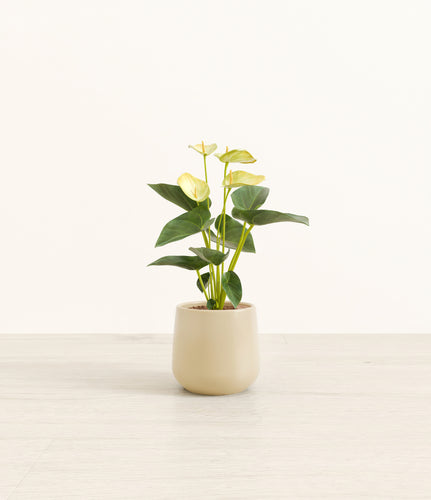 Almond Green*****Profile