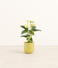 Load image into Gallery viewer, Key Lime Yellow*****Profile
