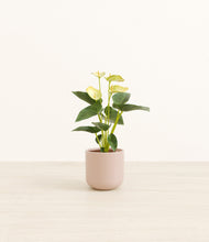Load image into Gallery viewer, Sandy Pink*****Profile
